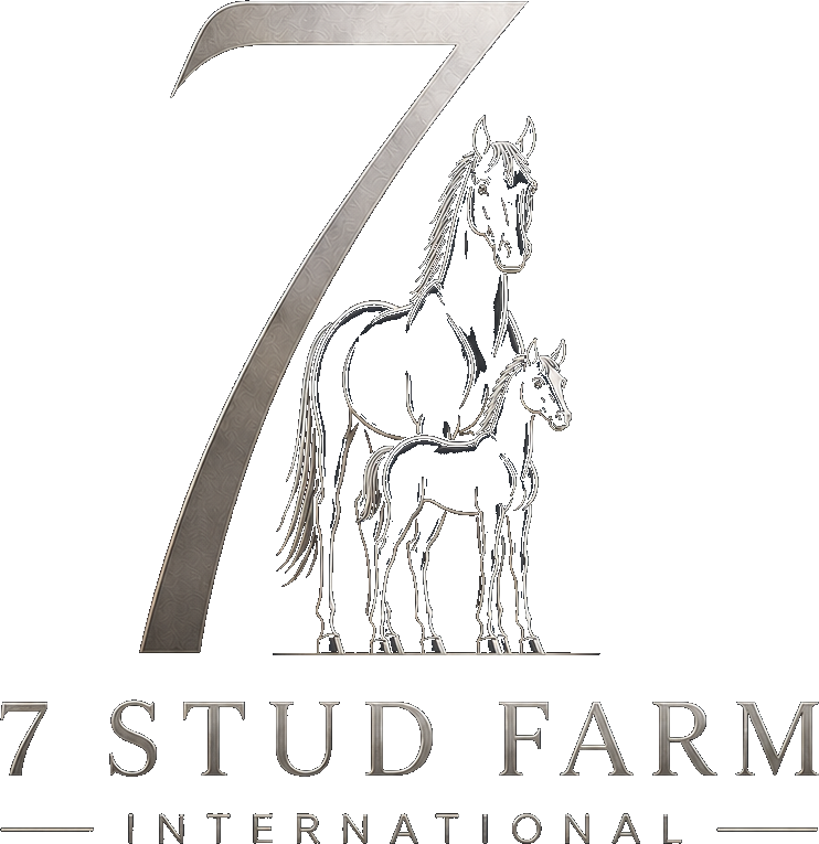 7 Stud Farm International logo
