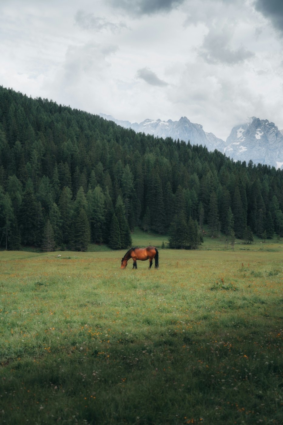 Horse in mountain meadow