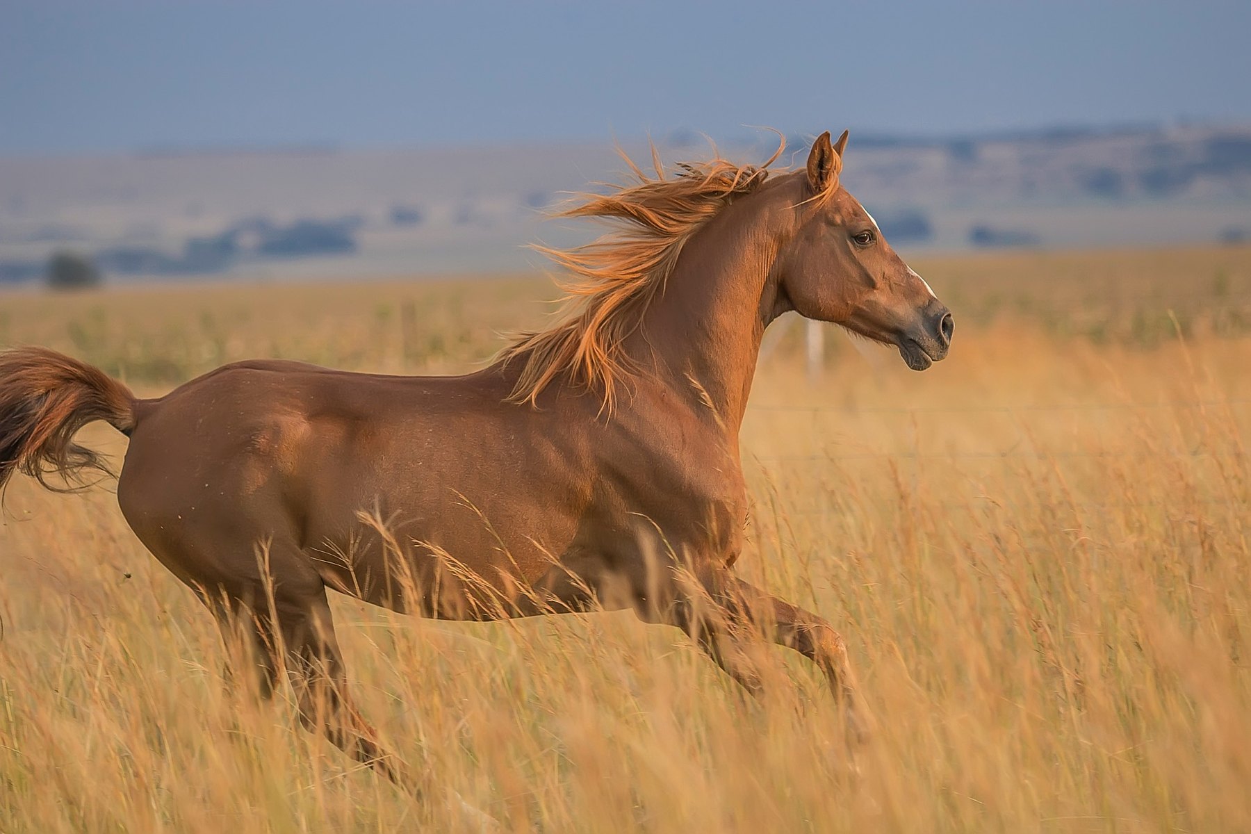 Chestnut horse running in grass