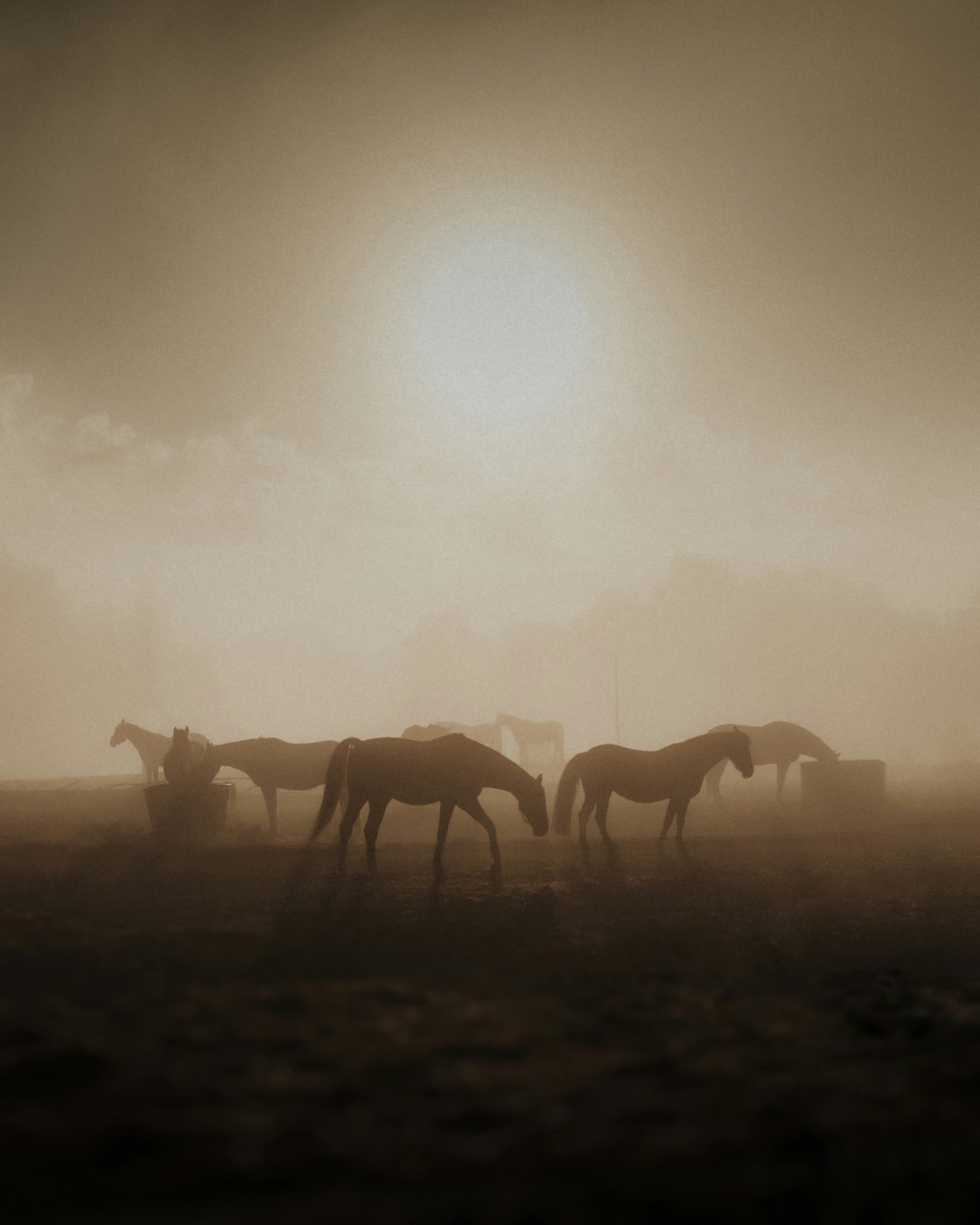Horses in morning mist at sunrise
