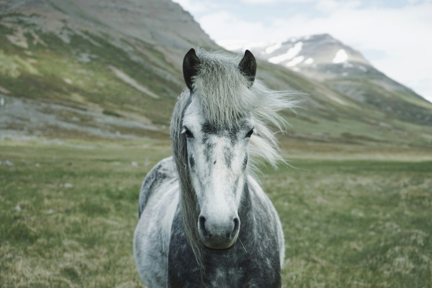 Sport horse in a mountain landscape