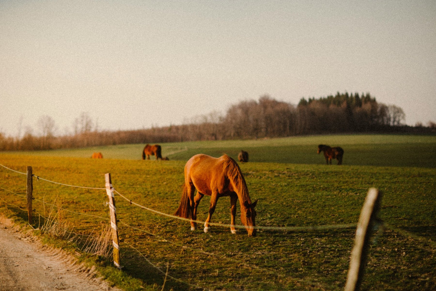 Horse grazing in a sunlit pasture
