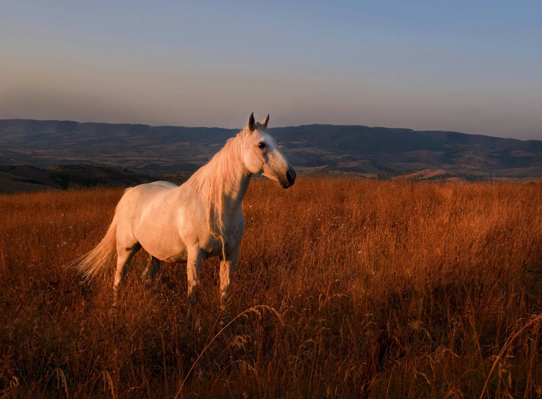 White horse at sunset